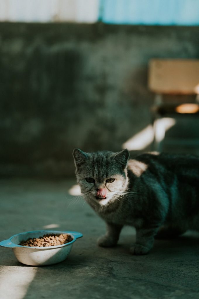 Gray domestic cat with food bowl on terrace in sunlight.