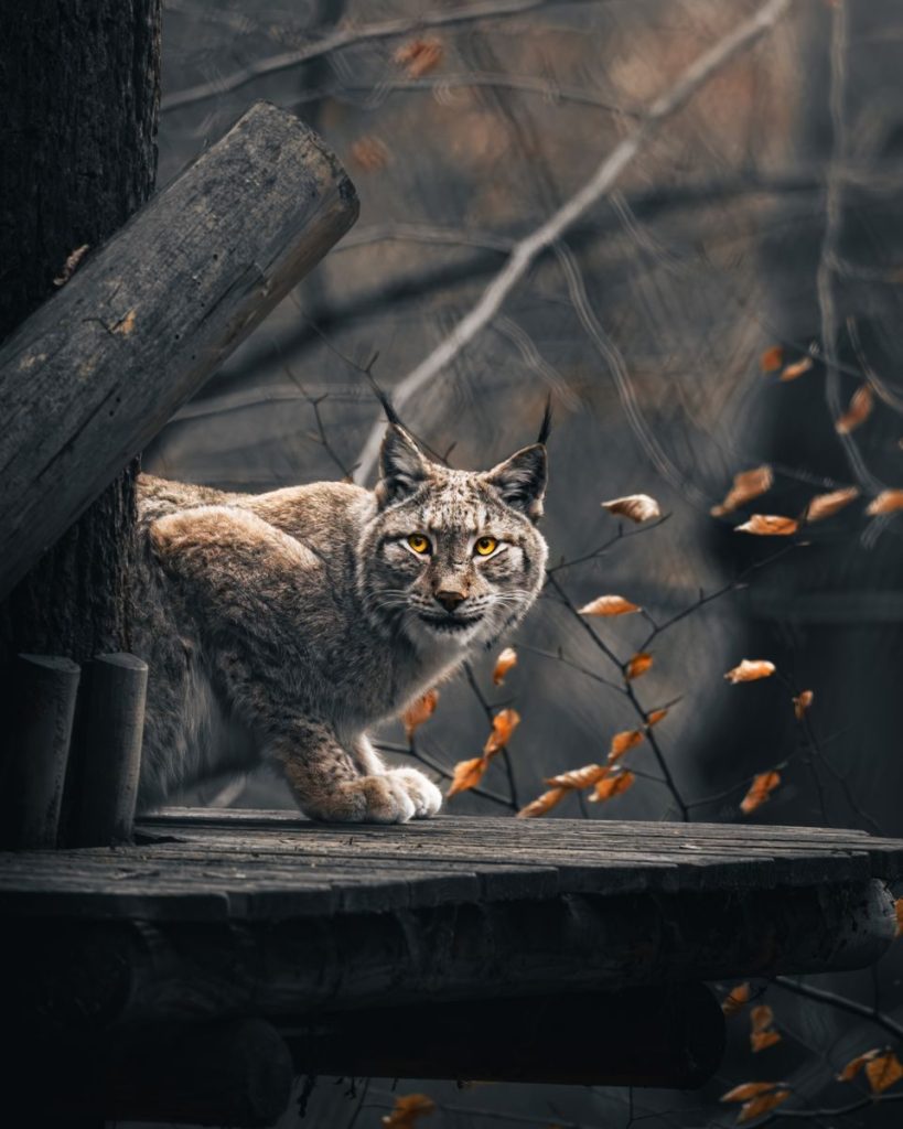 Captivating portrait of a lynx in a serene autumn forest setting.