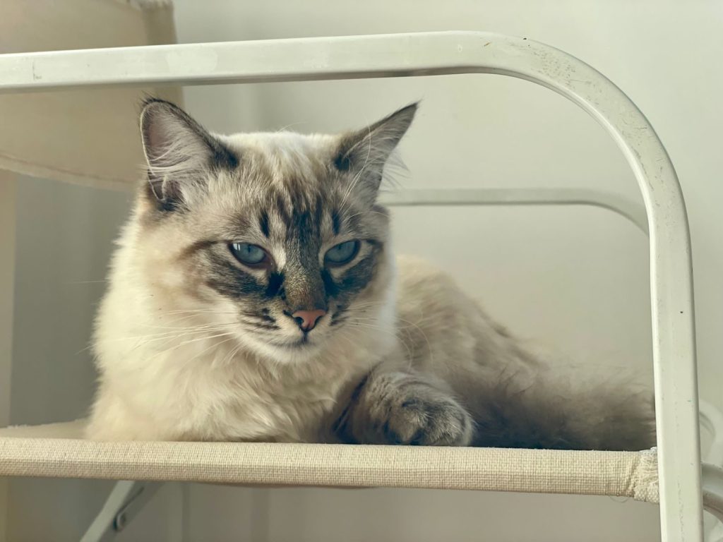 A Siamese cat comfortably resting on an indoor chair, exuding calmness and elegance.