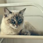 A Siamese cat comfortably resting on an indoor chair, exuding calmness and elegance.