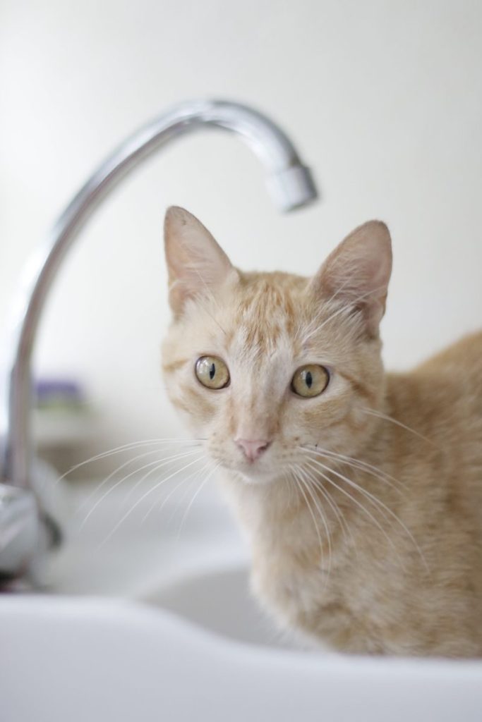 Close-up of a ginger cat in a white kitchen sink with soft lighting.