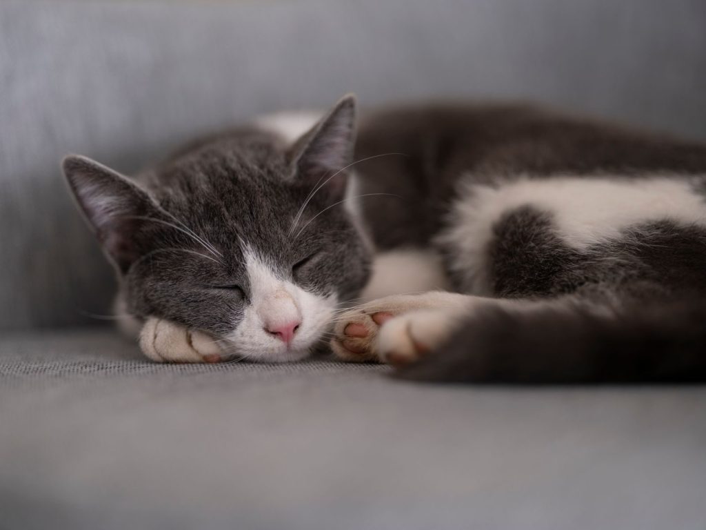 A serene grey and white cat sleeping comfortably on a soft grey couch indoors.