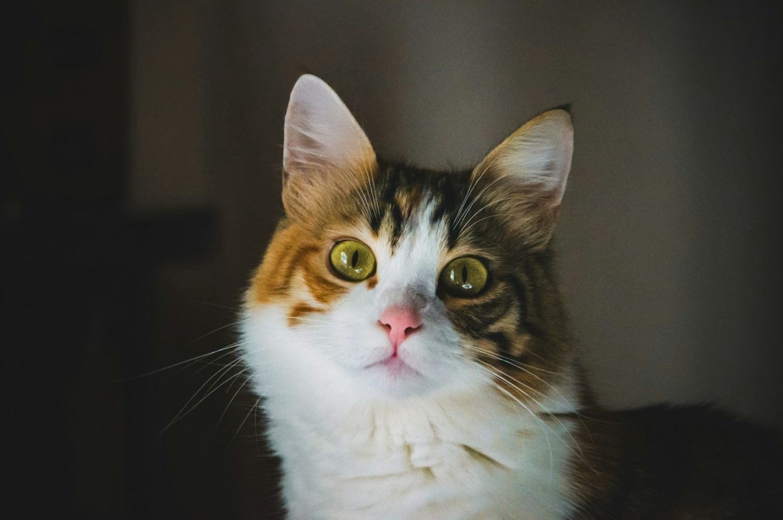 Veterinarians Reveal Simple Eye Signals That Help Cats Understand You ...