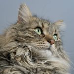 long-furred brown cat