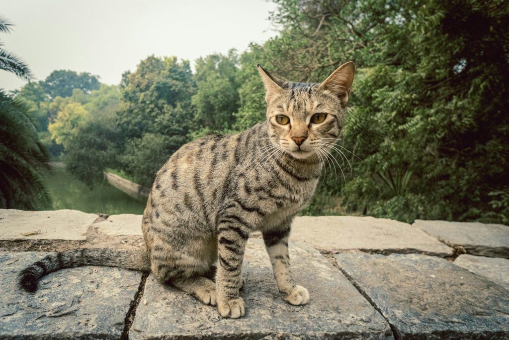A tabby cat sits on a stone wall outdoors.