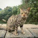 A tabby cat sits on a stone wall outdoors.