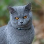 A British Shorthair cat with piercing eyes sits in a garden setting, showcasing its soft fur and elegant posture.