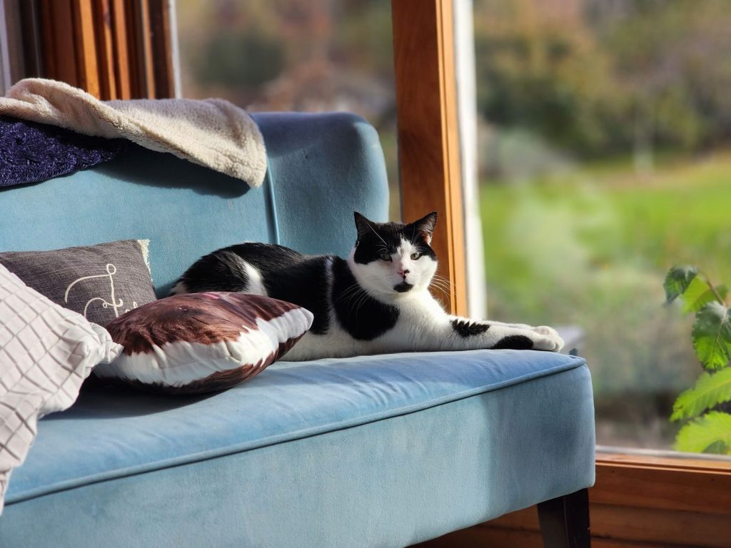 A tuxedo cat lounging on a blue sofa near a sunlit window in a cozy indoor setting.