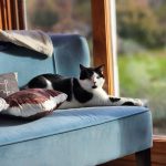 A tuxedo cat lounging on a blue sofa near a sunlit window in a cozy indoor setting.