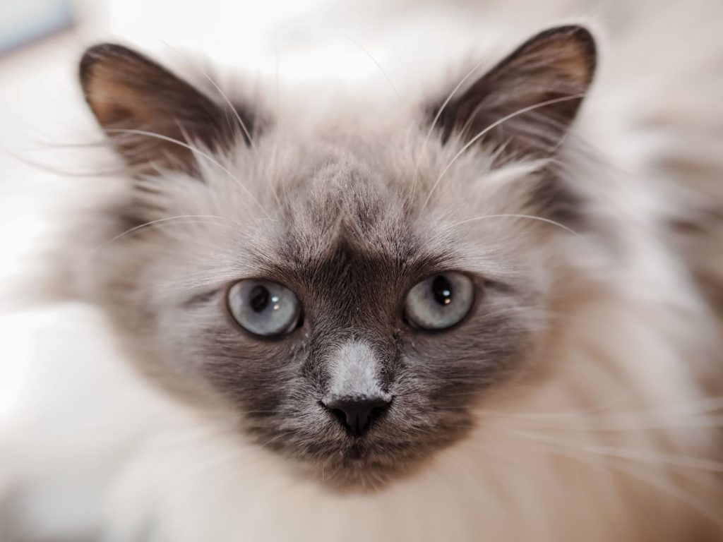 A stunning close-up portrait of a Ragdoll cat showcasing its captivating blue eyes and fluffy fur.