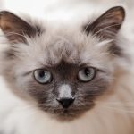 A stunning close-up portrait of a Ragdoll cat showcasing its captivating blue eyes and fluffy fur.