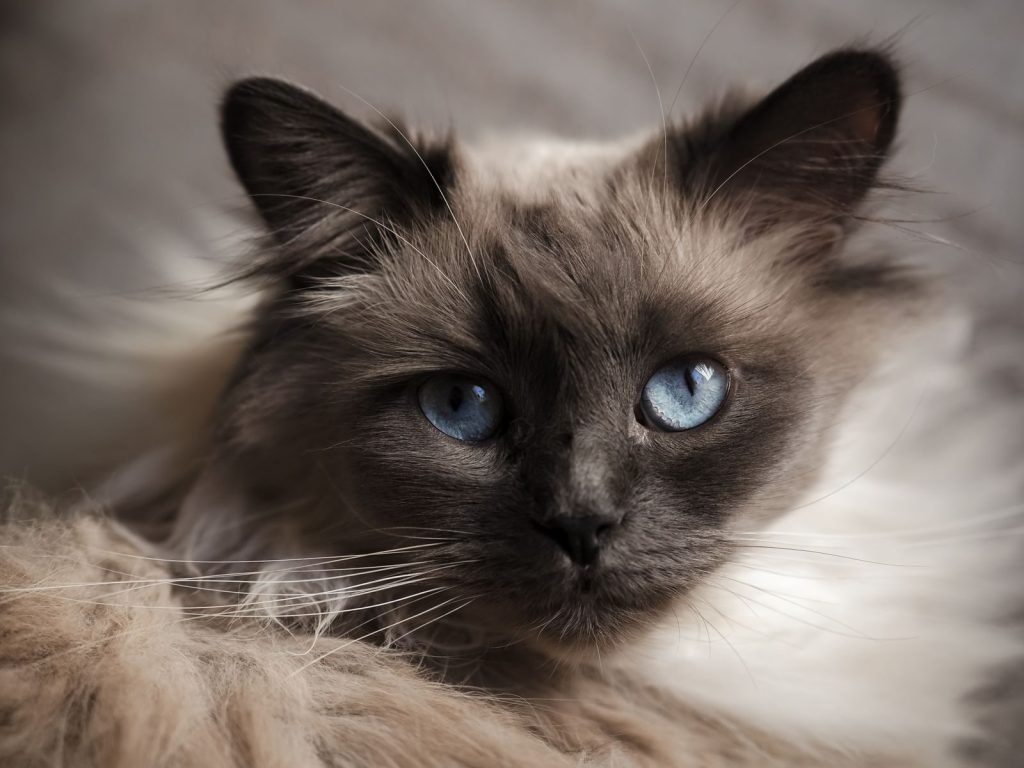 Adorable close-up of a blue-eyed Birman cat with fluffy fur. Perfect for pet lovers.