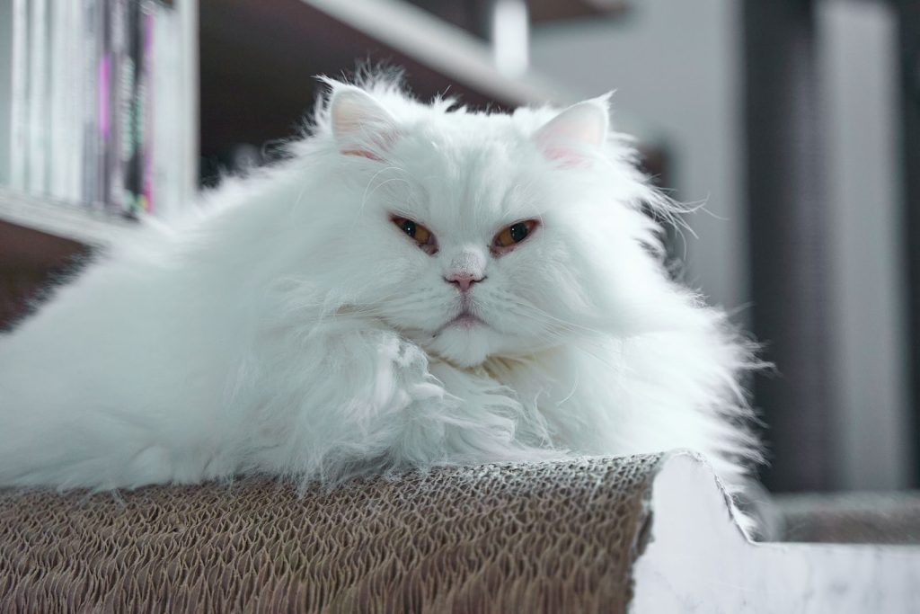 A fluffy white Persian cat lounging indoors, showcasing its thick fur and piercing eyes.