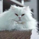 A fluffy white Persian cat lounging indoors, showcasing its thick fur and piercing eyes.