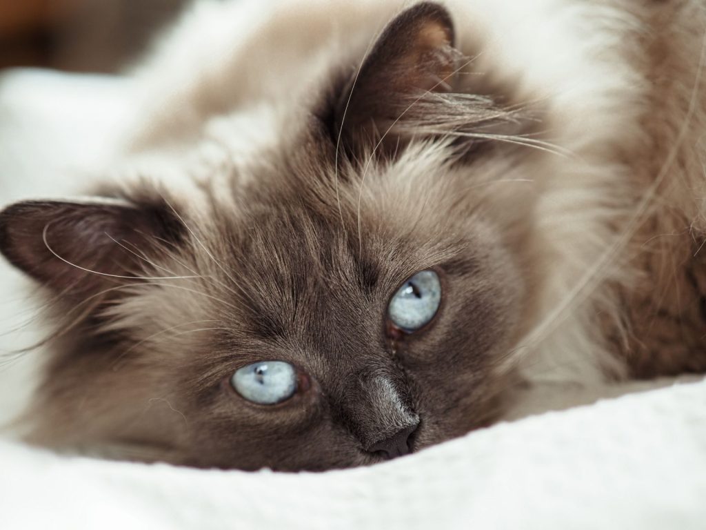 A fluffy cat with striking blue eyes lounging indoors, perfect for pet lovers.