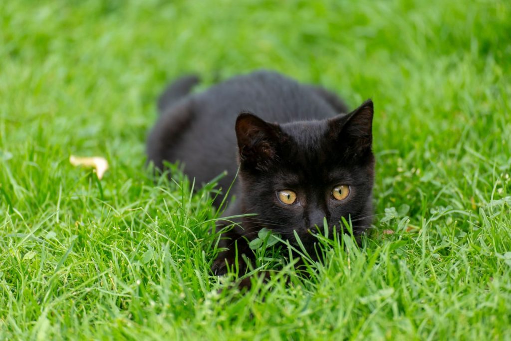 Adorable black cat lounging on lush green grass in a serene outdoor environment.