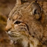 Intimate close-up of a bobcat highlighting its distinctive features and natural habitat.