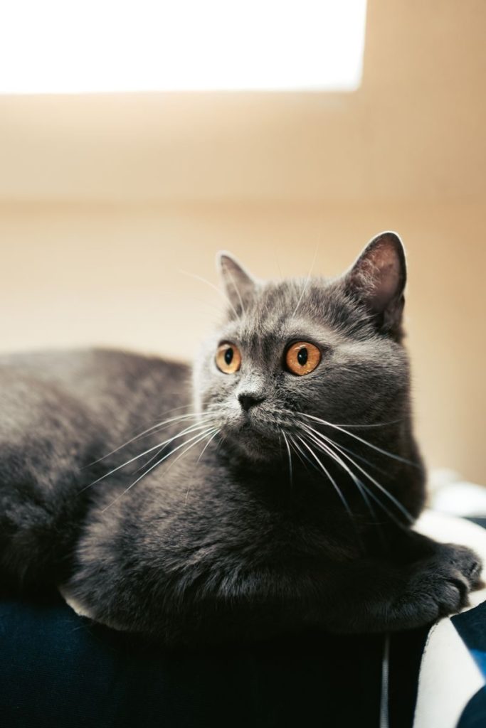 A cute British Shorthair cat lying indoors with a calm expression and striking whiskers.