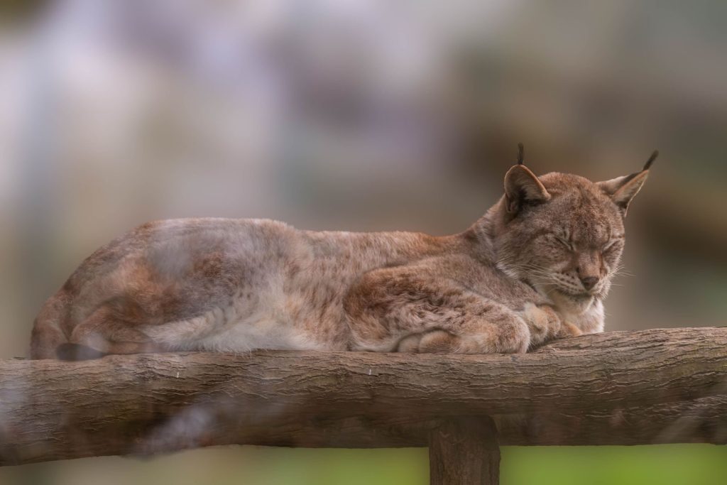 A serene scene of a lynx sleeping on a wooden log in the wild.