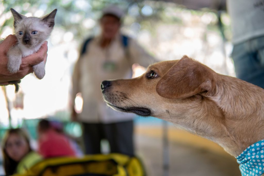 A curious dog examines a cute kitten against a colorful outdoor backdrop in Mexico City.