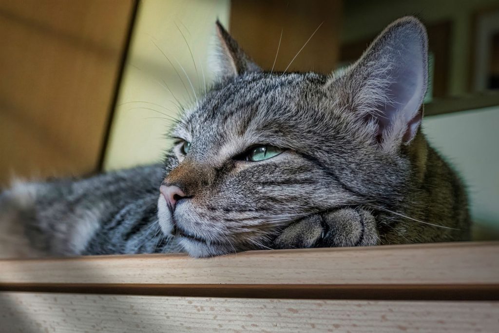 A serene domestic tabby cat resting indoors with green eyes.