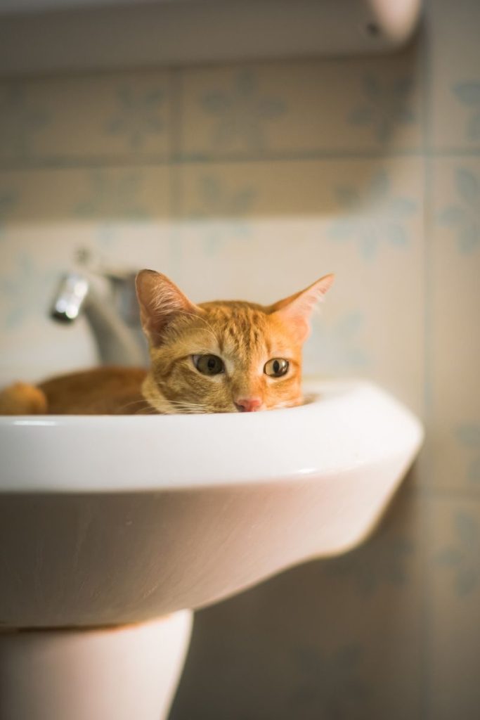 Ginger cat lounging comfortably in a bathroom sink, Thailand