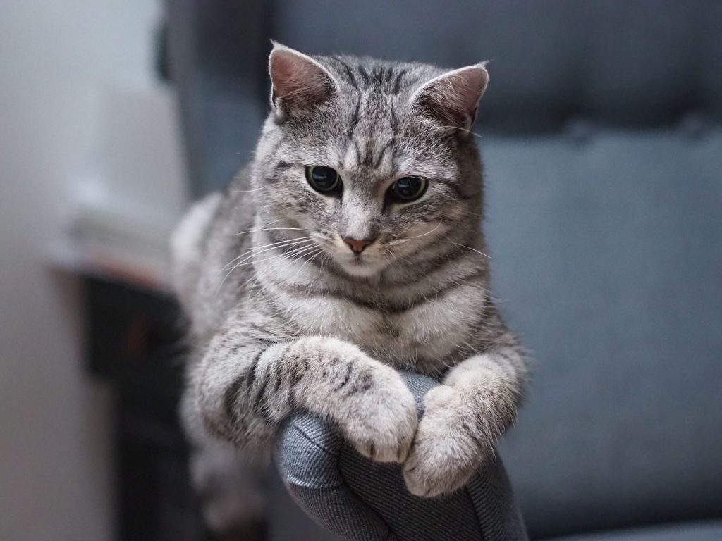 Close-up of a tabby cat lounging on a blue armchair, creating a cozy and serene atmosphere indoors.