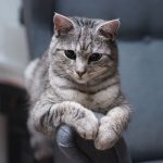 Close-up of a tabby cat lounging on a blue armchair, creating a cozy and serene atmosphere indoors.