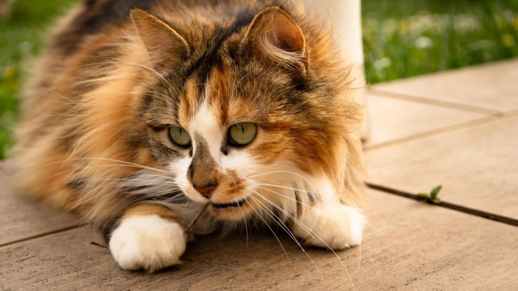 Close-up of a fluffy calico cat lying on a deck in a sunny outdoor setting.