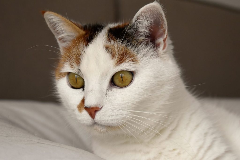 Adorable calico cat in close-up view, showcasing its striking golden eyes and soft fur.
