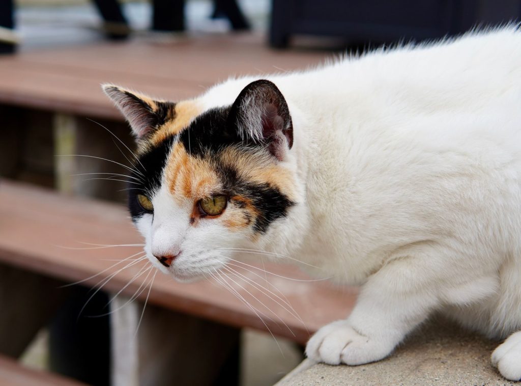 Adorable tri-color calico cat perched on a ledge, showcasing its striking fur patterns.