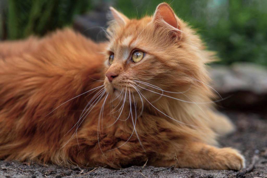A close-up shot of a relaxed orange cat with striking fur and vivid eyes, outdoors.