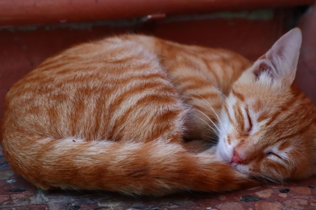 A cute ginger cat peacefully sleeping in a curled position on an outdoor step.