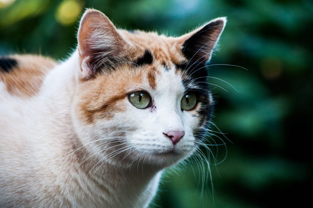 A detailed close-up of a calico cat with green eyes, set against a blurry natural background.
