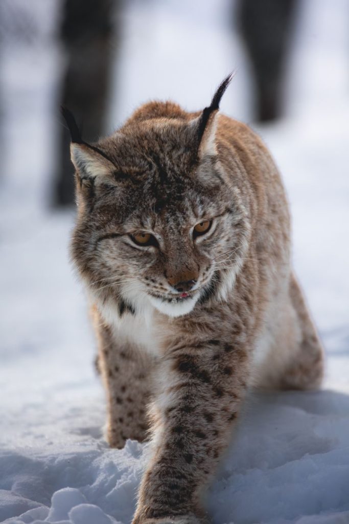 Eurasian lynx prowling through a snowy landscape, showcasing its wild beauty.