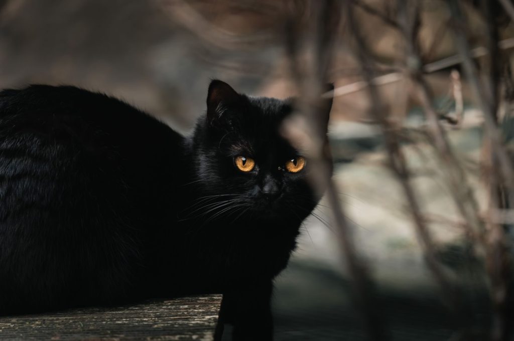 A black cat with glowing amber eyes peers through shadows in an outdoor setting, creating an air of mystery.