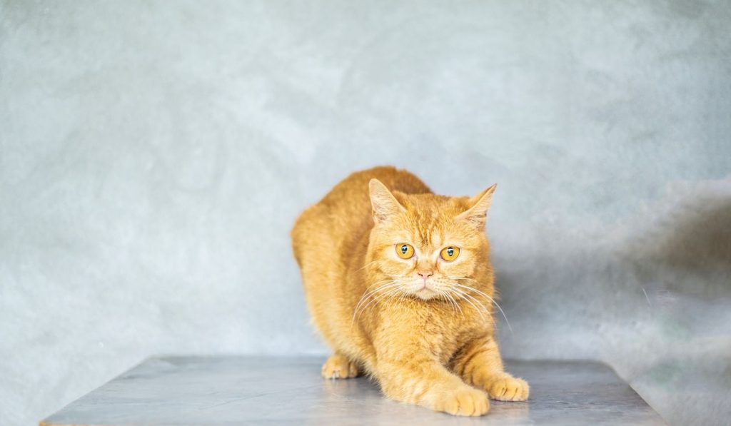 Furry pet with long whiskers and yellow eyes stretching fat paws on gray background