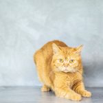 Furry pet with long whiskers and yellow eyes stretching fat paws on gray background