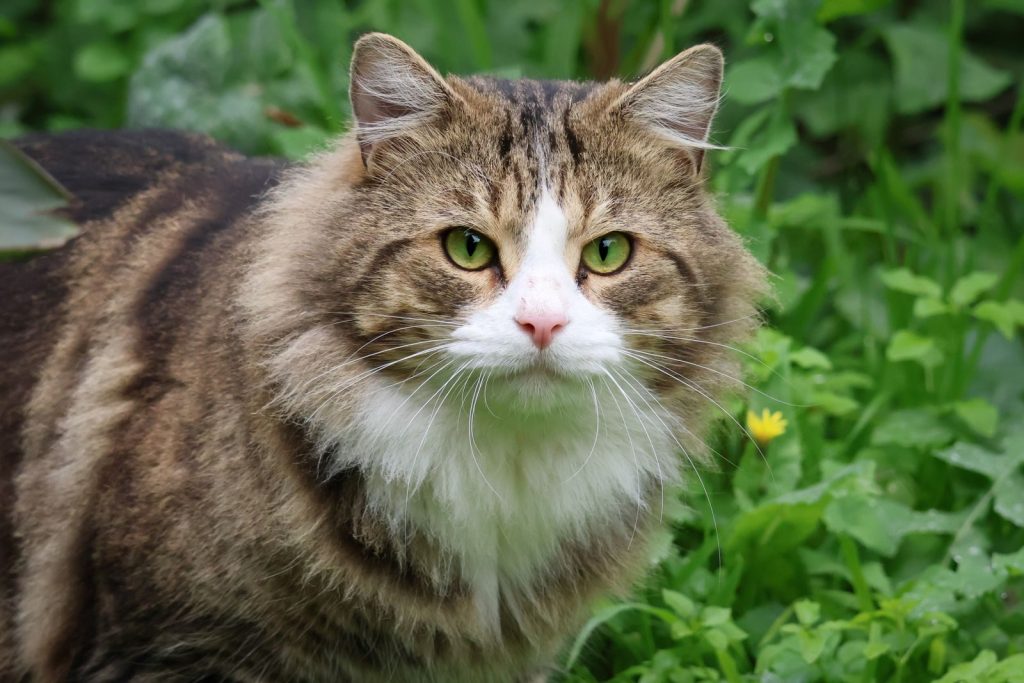 A fluffy tabby cat with green eyes in a vibrant garden setting, showcasing nature's beauty.