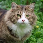 A fluffy tabby cat with green eyes in a vibrant garden setting, showcasing nature's beauty.