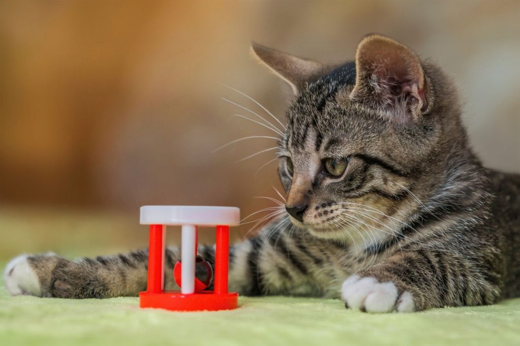 Cute tabby kitten playing with a red and white toy indoors.