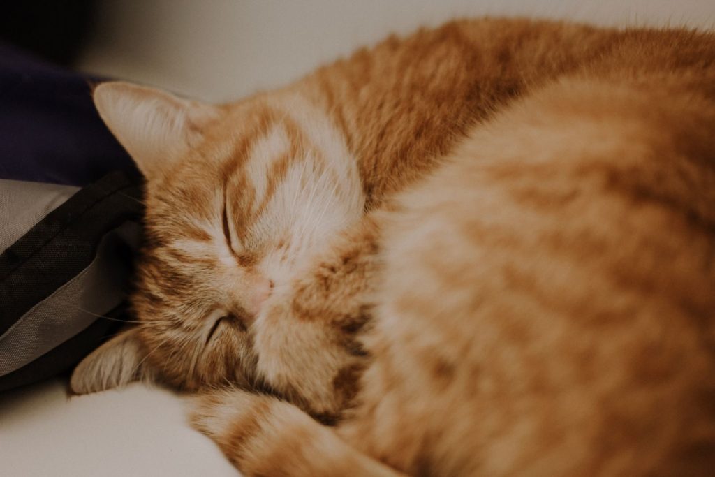 A serene ginger tabby cat sleeping soundly indoors, embracing calmness.
