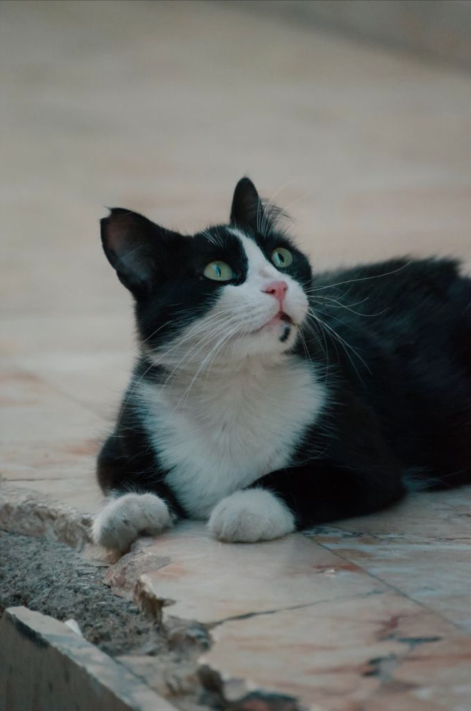 A black and white cat with green eyes lying on outdoor pavement looking attentive.