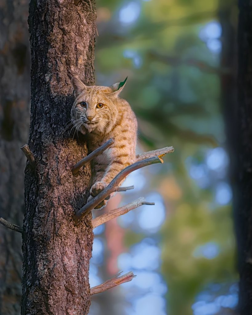 A bobcat perched on a tree in South Lake Tahoe captures its natural habitat.
