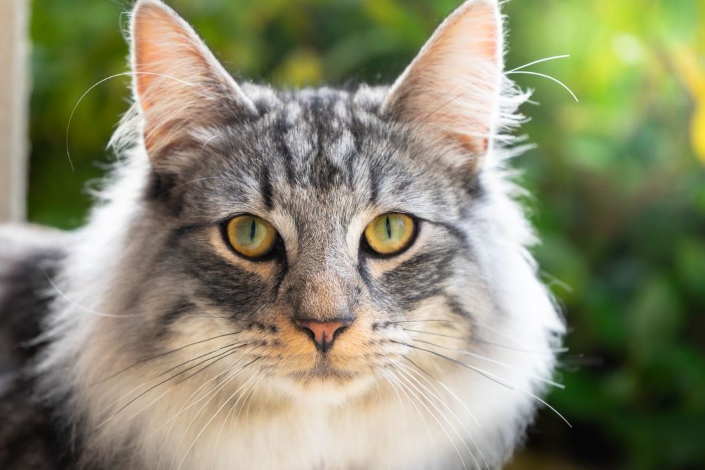 A beautiful fluffy tabby cat with green eyes, staring intently at the camera.