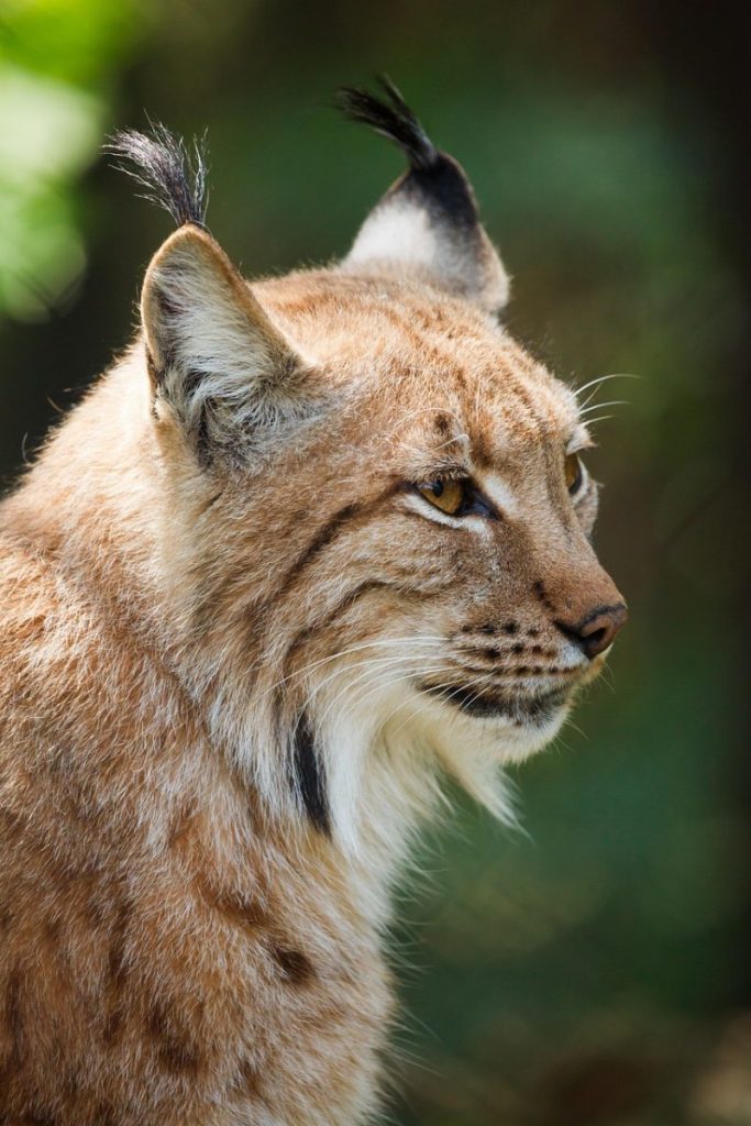 lynx, animal, wildlife, wild cat, mammal, wild animal, carnivore, hunter, predator, fauna, wilderness, nature, portrait, lynx, lynx, lynx, lynx, lynx