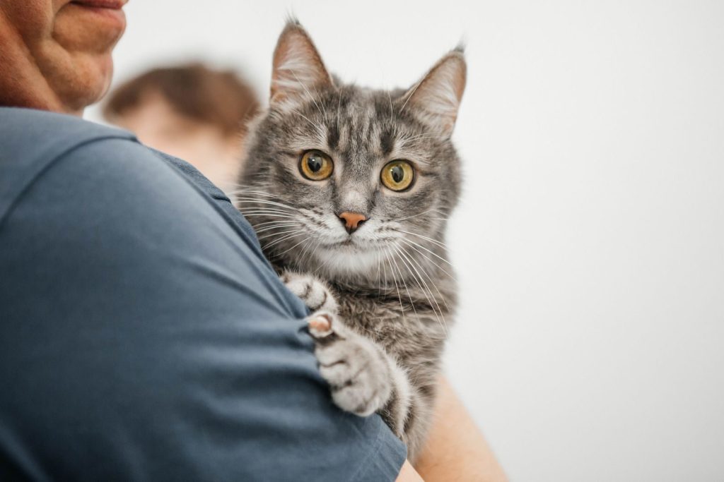 Cute gray kitten with wide eyes being gently held by its owner.