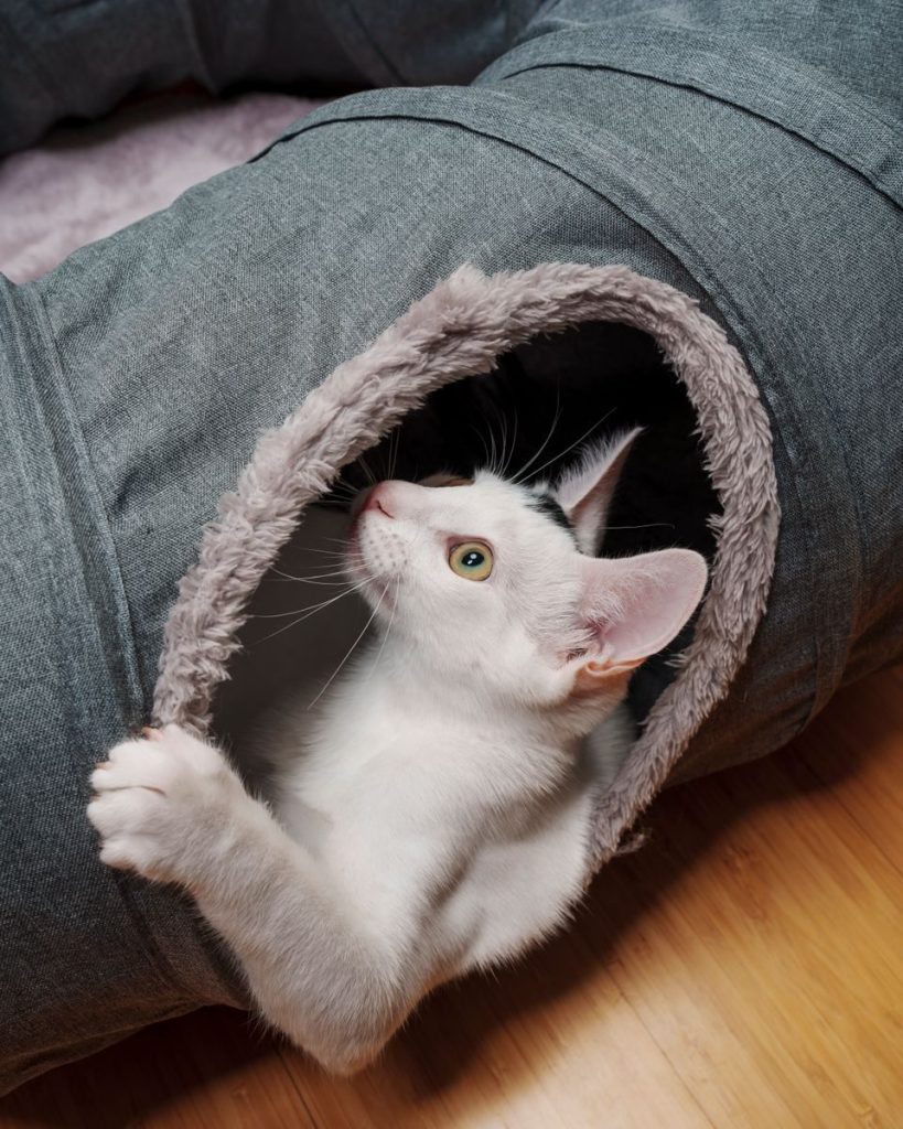 Cute white kitten peeks from a fluffy tunnel indoors, showcasing its playful nature.