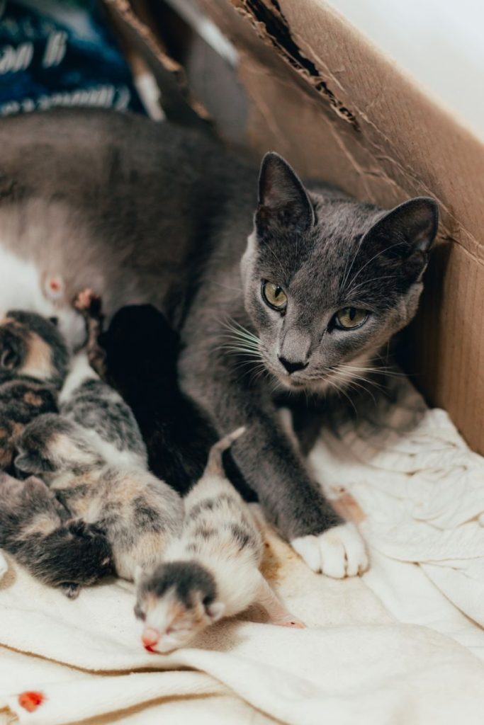 A domestic cat caring for her litter of cute newborn kittens in a cozy cardboard box.