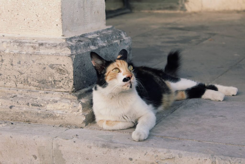 A relaxed tricolor cat lounging on a stone surface outdoors.